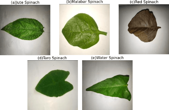 Figure 1 for Deep Learning Based Classification System For Recognizing Local Spinach