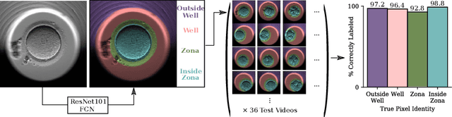 Figure 3 for Automated Measurements of Key Morphological Features of Human Embryos for IVF