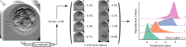 Figure 4 for Automated Measurements of Key Morphological Features of Human Embryos for IVF