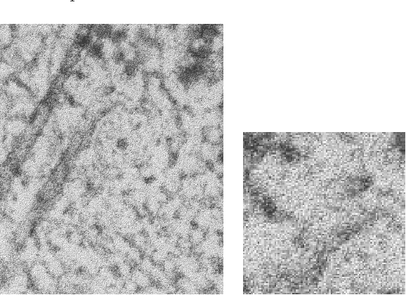 Figure 3 for Alignment of Microtubule Imagery
