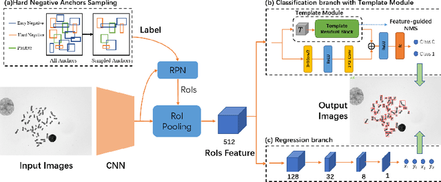 Figure 3 for DeepACE: Automated Chromosome Enumeration in Metaphase Cell Images Using Deep Convolutional Neural Networks