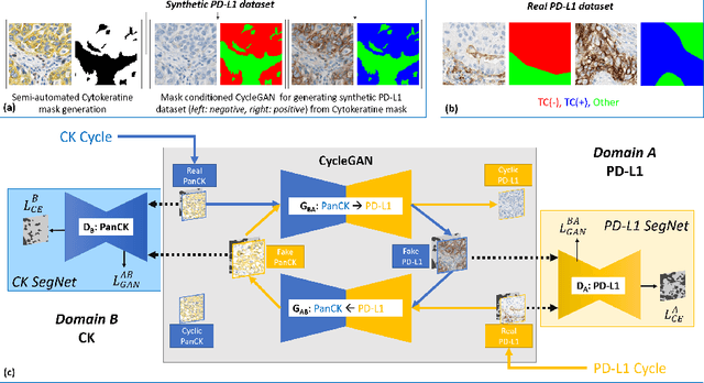 Figure 1 for DASGAN -- Joint Domain Adaptation and Segmentation for the Analysis of Epithelial Regions in Histopathology PD-L1 Images