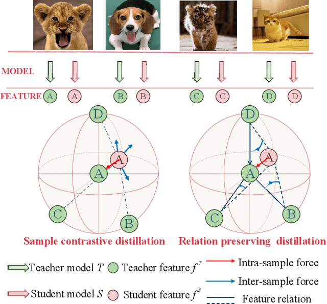Figure 1 for Complementary Relation Contrastive Distillation