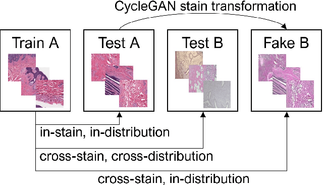 Figure 1 for From CNNs to Vision Transformers -- A Comprehensive Evaluation of Deep Learning Models for Histopathology