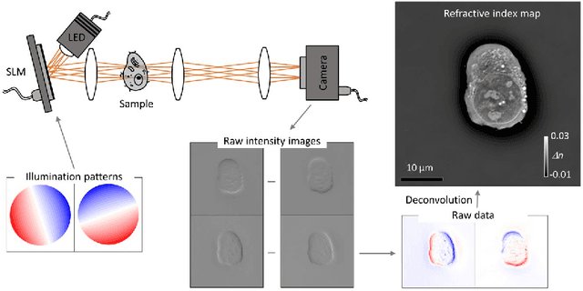 Figure 1 for Quantitative phase and refractive index imaging of 3D objects via optical transfer function reshaping