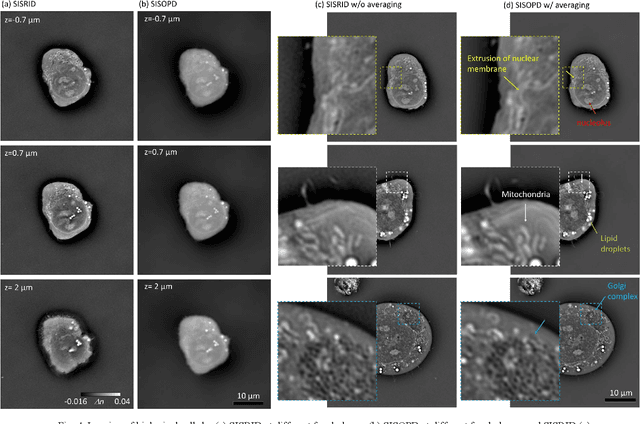 Figure 4 for Quantitative phase and refractive index imaging of 3D objects via optical transfer function reshaping