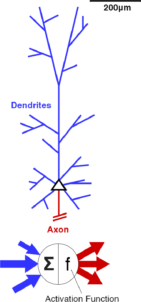 Figure 1 for The Role Of Biology In Deep Learning
