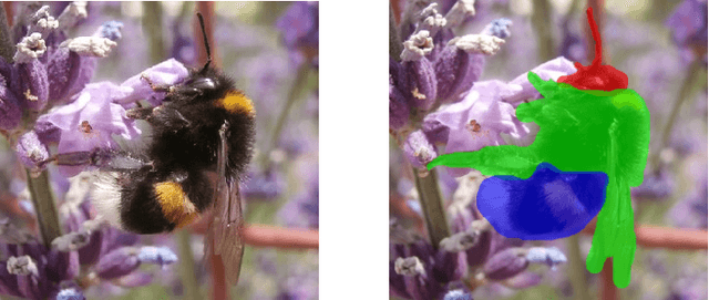 Figure 2 for Towards ML Methods for Biodiversity: A Novel Wild Bee Dataset and Evaluations of XAI Methods for ML-Assisted Rare Species Annotations