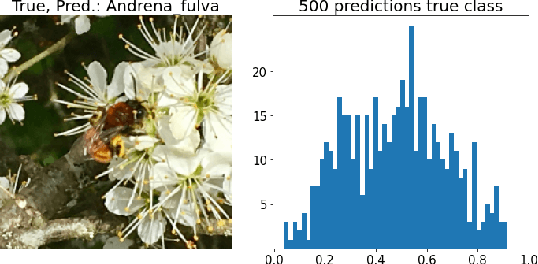 Figure 4 for Towards ML Methods for Biodiversity: A Novel Wild Bee Dataset and Evaluations of XAI Methods for ML-Assisted Rare Species Annotations