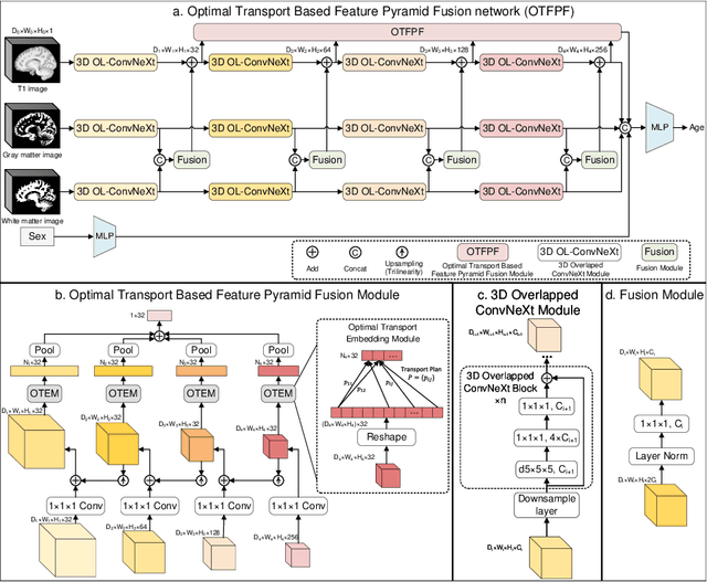 Figure 1 for OTFPF: Optimal Transport-Based Feature Pyramid Fusion Network for Brain Age Estimation with 3D Overlapped ConvNeXt