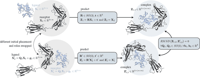 Figure 3 for Independent SE(3)-Equivariant Models for End-to-End Rigid Protein Docking