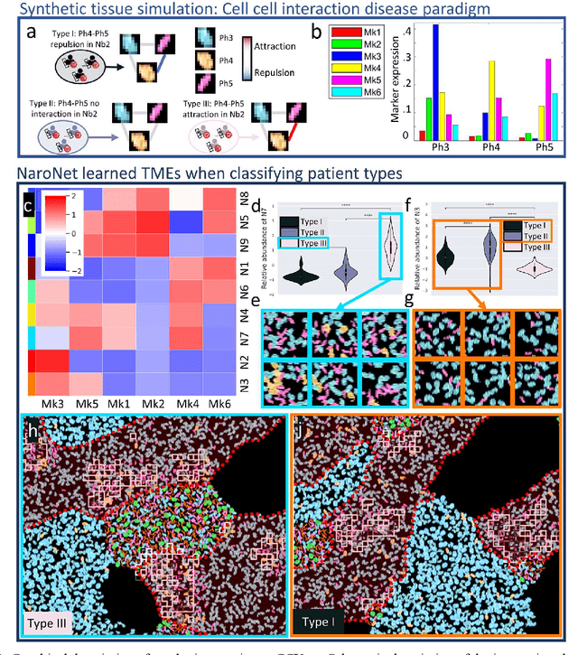 Figure 3 for NaroNet: Discovery of tumor microenvironment elements from highly multiplexed images