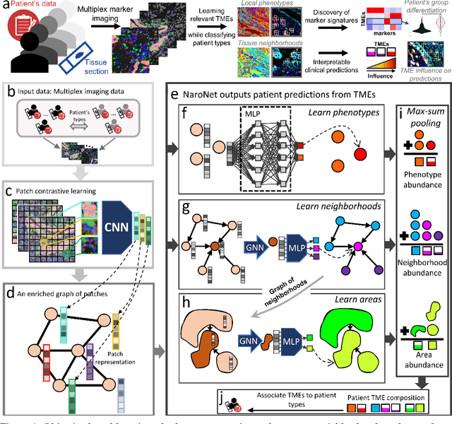 Figure 1 for NaroNet: Discovery of tumor microenvironment elements from highly multiplexed images