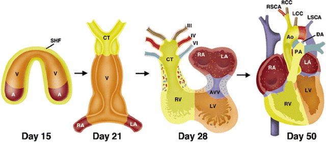 Figure 4 for Extraction of clinical information from the non-invasive fetal electrocardiogram