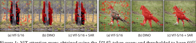 Figure 1 for Spatial Entropy Regularization for Vision Transformers