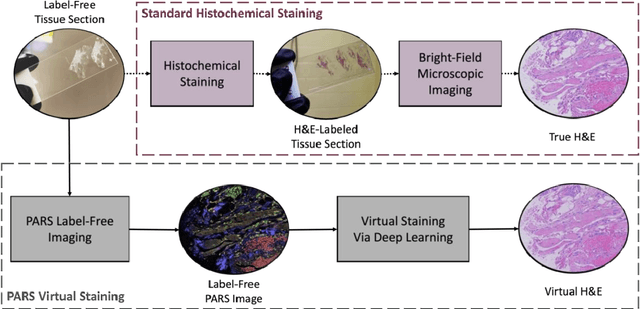 Figure 1 for Multi-Channel Feature Extraction for Virtual Histological Staining of Photon Absorption Remote Sensing Images