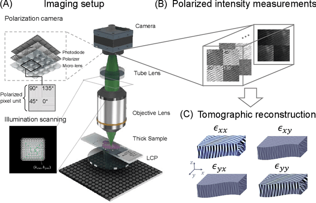 Figure 1 for Tensorial tomographic Fourier Ptychography with applications to muscle tissue imaging