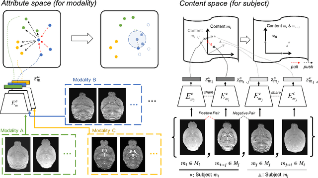 Figure 2 for MouseGAN++: Unsupervised Disentanglement and Contrastive Representation for Multiple MRI Modalities Synthesis and Structural Segmentation of Mouse Brain