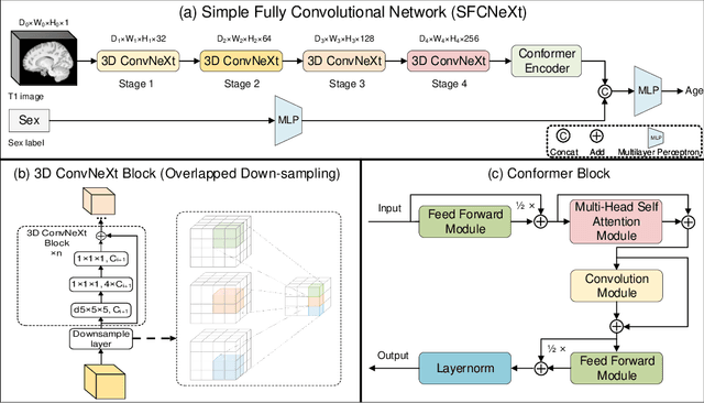 Figure 2 for SFCNeXt: a simple fully convolutional network for effective brain age estimation with small sample size