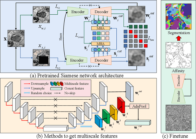 Figure 1 for Learning Multiscale Consistency for Self-supervised Electron Microscopy Instance Segmentation