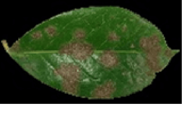 Figure 2 for Unified View of Damage leaves Planimetry & Analysis Using Digital Images Processing Techniques