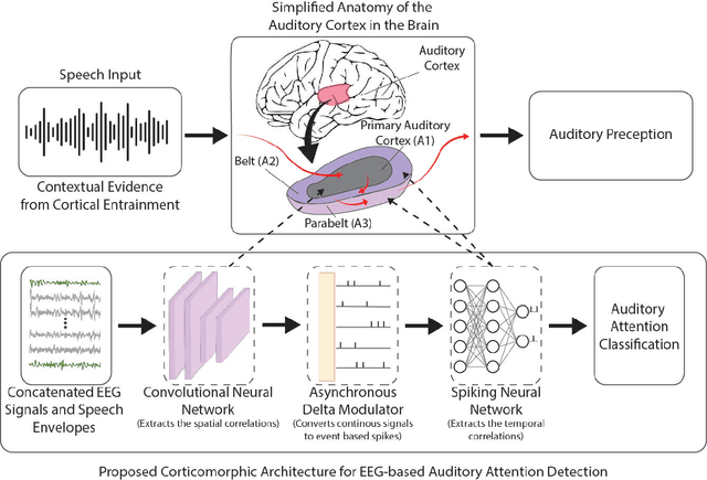 Figure 1 for Corticomorphic Hybrid CNN-SNN Architecture for EEG-based Low-footprint Low-latency Auditory Attention Detection