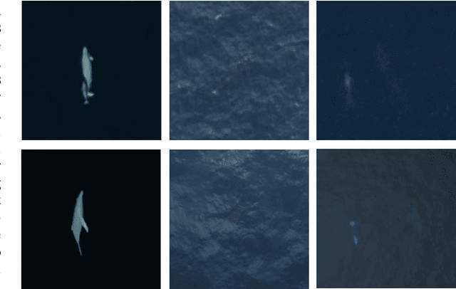 Figure 1 for Whale Detection Enhancement through Synthetic Satellite Images