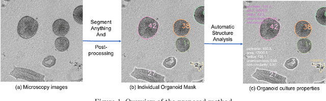 Figure 1 for SegmentAnything helps microscopy images based automatic and quantitative organoid detection and analysis