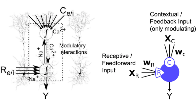 Figure 3 for Infomorphic networks: Locally learning neural networks derived from partial information decomposition