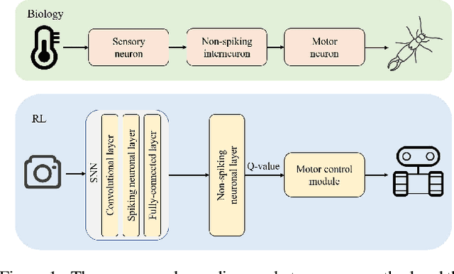 Figure 1 for Deep Reinforcement Learning with Spiking Q-learning