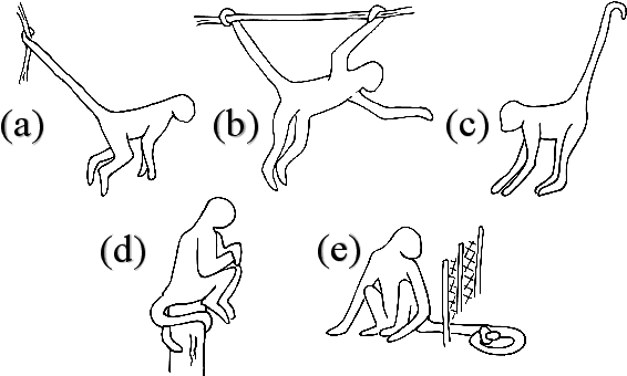 Figure 2 for Hybrid Soft-Rigid Continuum Robot Inspired by Spider Monkey Tail