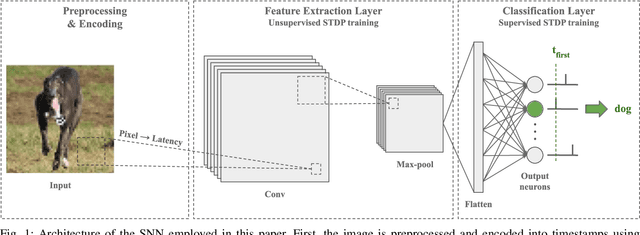 Figure 1 for Paired Competing Neurons Improving STDP Supervised Local Learning In Spiking Neural Networks