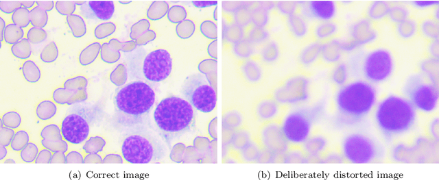 Figure 3 for Using super-resolution for enhancing visual perception and segmentation performance in veterinary cytology