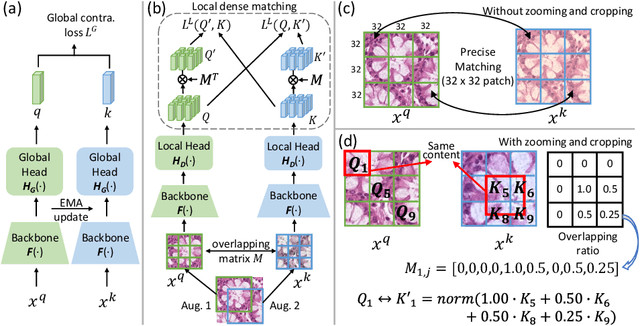 Figure 3 for Precise Location Matching Improves Dense Contrastive Learning in Digital Pathology