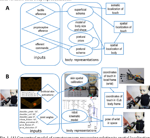 Figure 1 for Body Models in Humans and Robots