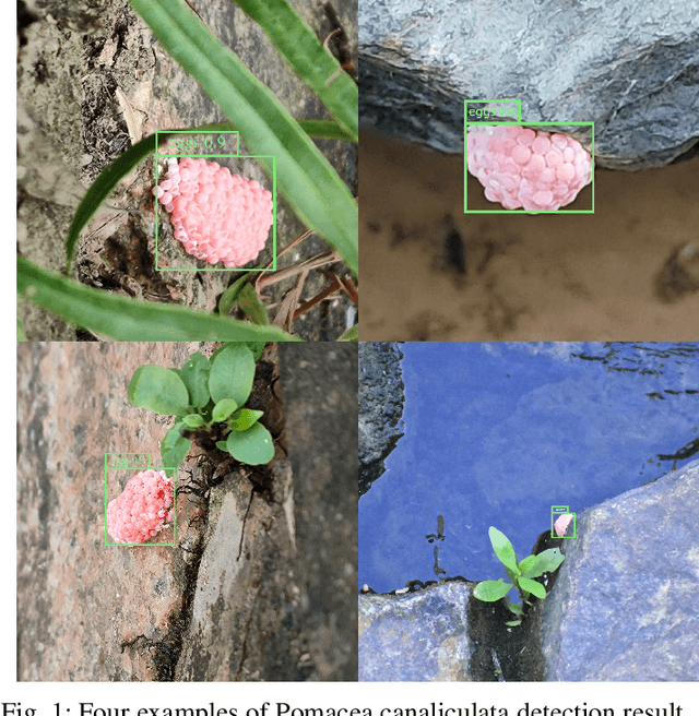 Figure 1 for Pink-Eggs Dataset V1: A Step Toward Invasive Species Management Using Deep Learning Embedded Solutions