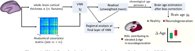 Figure 1 for Explainable Brain Age Prediction using coVariance Neural Networks