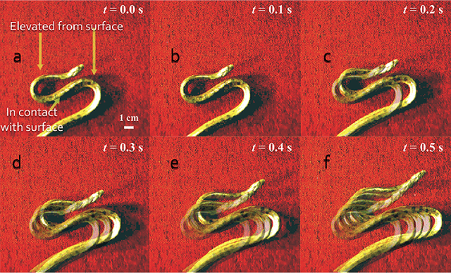 Figure 1 for Non-planar snake gaits: from Stigmatic-starts to Sidewinding