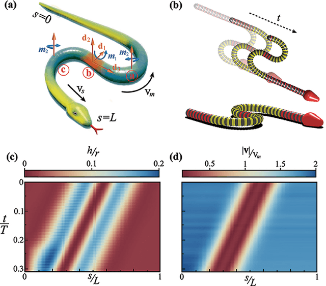 Figure 2 for Non-planar snake gaits: from Stigmatic-starts to Sidewinding