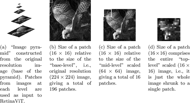 Figure 1 for Retina Vision Transformer (RetinaViT): Introducing Scaled Patches into Vision Transformers