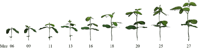 Figure 3 for Eff-3DPSeg: 3D organ-level plant shoot segmentation using annotation-efficient point clouds