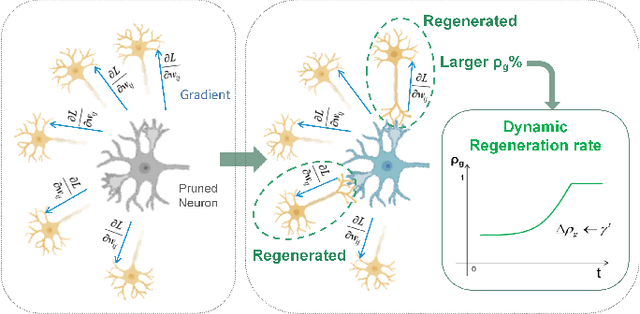 Figure 4 for Adaptive Sparse Structure Development with Pruning and Regeneration for Spiking Neural Networks