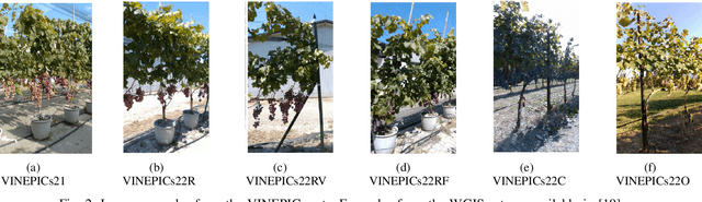 Figure 2 for Surgical fine-tuning for Grape Bunch Segmentation under Visual Domain Shifts