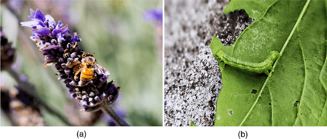 Figure 1 for Image background assessment as a novel technique for insect microhabitat identification