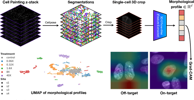 Figure 1 for Grad-CAMO: Learning Interpretable Single-Cell Morphological Profiles from 3D Cell Painting Images