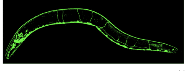 Figure 1 for A Neural Network Based Automated IFT-20 Sensory Neuron Classifier for Caenorhabditis elegans