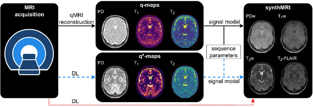 Figure 1 for Generalizable synthetic MRI with physics-informed convolutional networks