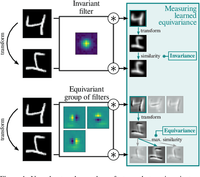 Figure 1 for What Affects Learned Equivariance in Deep Image Recognition Models?