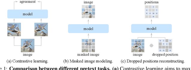 Figure 1 for DropPos: Pre-Training Vision Transformers by Reconstructing Dropped Positions