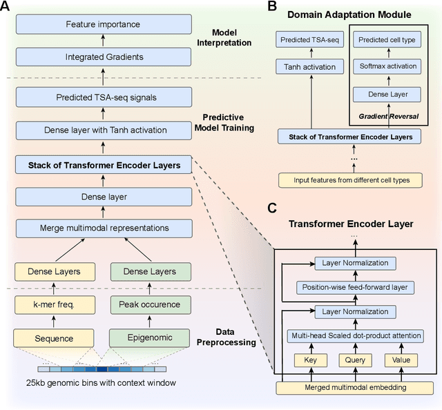 Figure 1 for UNADON: Transformer-based model to predict genome-wide chromosome spatial position